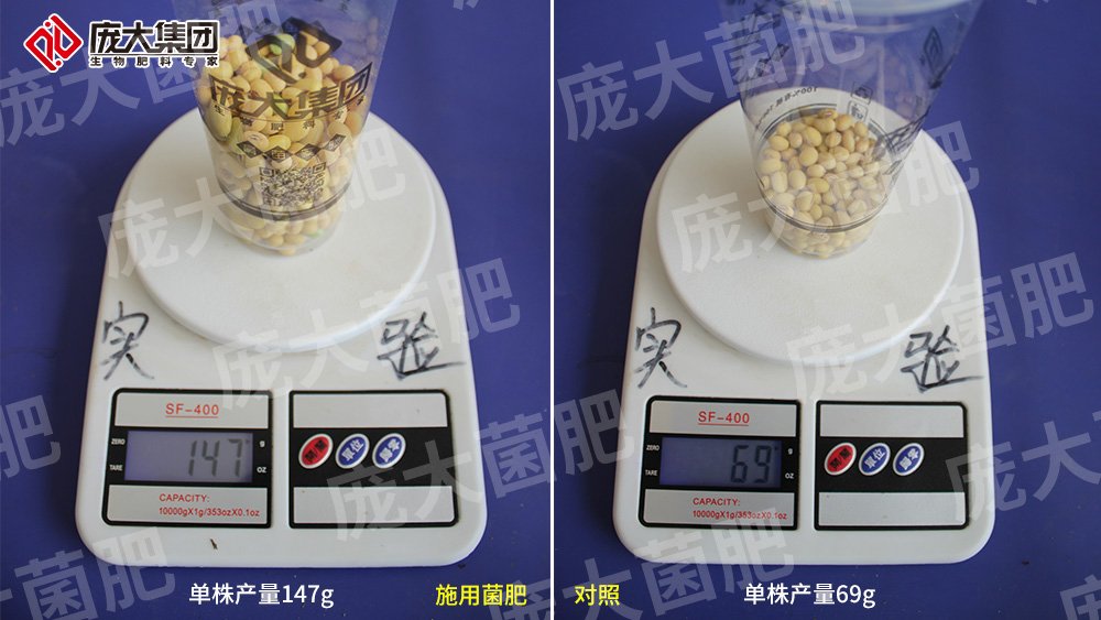 施用龐大菌肥，大豆喜獲豐收