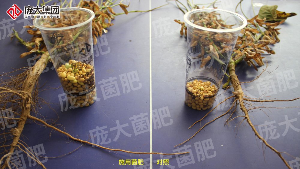 施用龐大菌肥，大豆喜獲豐收