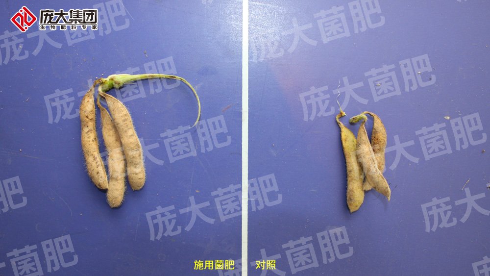 施用龐大菌肥，大豆喜獲豐收