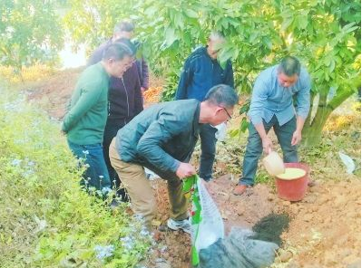 漳州平和：修復(fù)土壤，有機(jī)肥“C位出道”