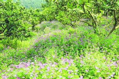 漳州平和：修復(fù)土壤，有機(jī)肥“C位出道”