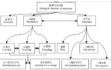 蚯蚓在土壤里到底有什么用？改良土壤的“功臣！