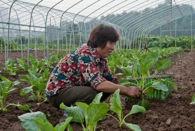 種菜要高產，土壤是關鍵！種植蔬菜應選擇什么樣的土壤？