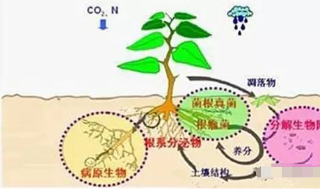 土壤有機質(zhì)下降意味著什么？問題很嚴重！