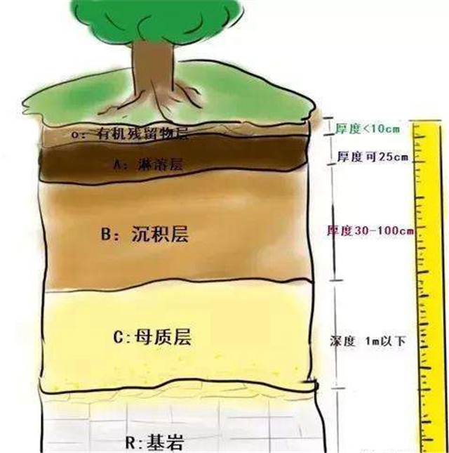 碳?xì)淇茖W(xué)1200問(wèn)之006組：從環(huán)球褐藻門到中國(guó)寒冷期