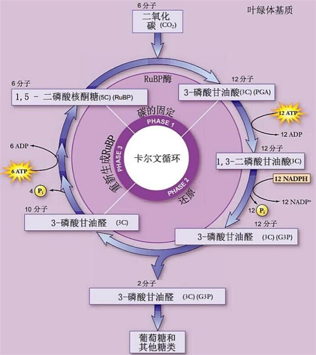 碳?xì)淇茖W(xué)1200問之009組：從卡爾文循環(huán)到景天酸代謝