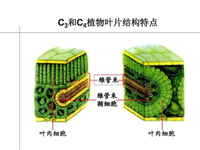 碳?xì)淇茖W(xué)1200問之009組：從卡爾文循環(huán)到景天酸代謝