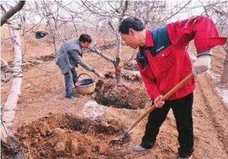 土壤沒有它，再多肥也白搭