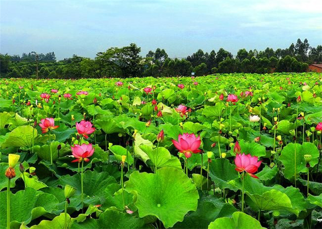 碳氫科學1200問之017組：從碳氫蓮藕生姜到碳氫荸薺慈姑