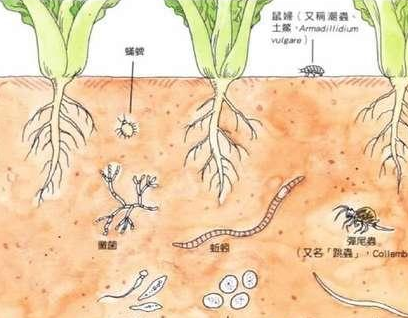 我眼中所謂理想的土壤，不過是讓植物可以盡情生長，拒絕化肥農(nóng)藥