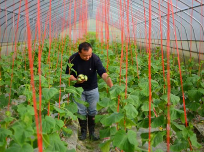 專家提醒日常膳食應(yīng)“每餐有蔬菜、天天有水果”