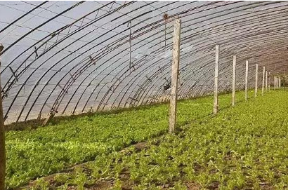 專家提醒日常膳食應(yīng)“每餐有蔬菜、天天有水果”