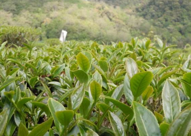 「農(nóng)技」要想植株長(zhǎng)的好，土壤水分很關(guān)鍵