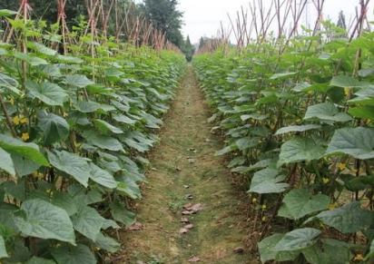 菜園子一直種植蔬菜，土壤嚴(yán)重結(jié)板，老農(nóng)說要改良土壤了