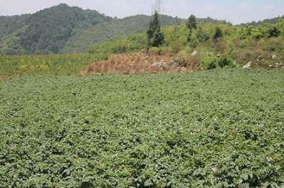 高山蔬菜土壤怎樣改良？ 高山蔬菜土壤怎樣改良？