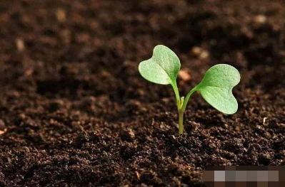 鑒定土壤活性微生物只需幾小時 