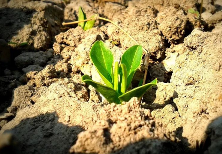 植物修復(fù)重金屬和抗生素復(fù)合污染土壤微生物數(shù)量和酶活性的變化 