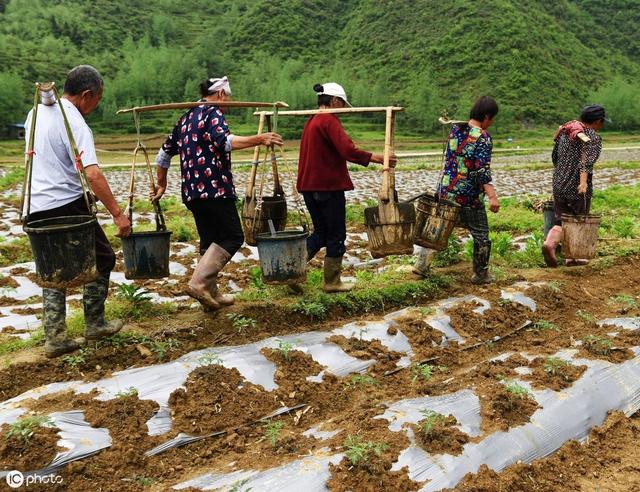 農(nóng)家肥不能隨便用