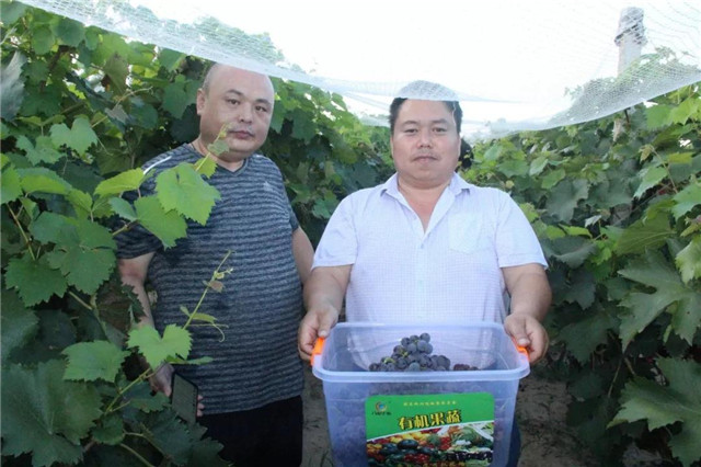 河北八度生物讓葡萄種植減肥增效！