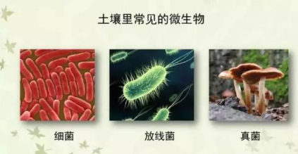 都知道要補(bǔ)充土壤微生物，微生物都在土壤中干些啥，你知道嗎？