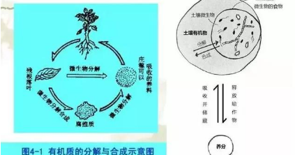 都知道要補(bǔ)充土壤微生物，微生物都在土壤中干些啥，你知道嗎？