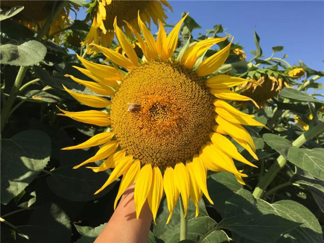 重磅：新疆20000畝葵花防列當重茬大獲成功！