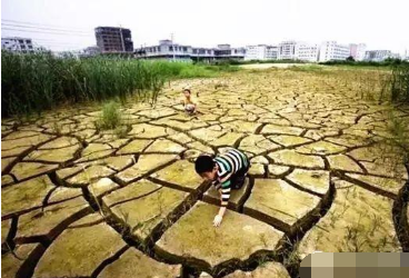 常見十大土壤病你知道幾個？