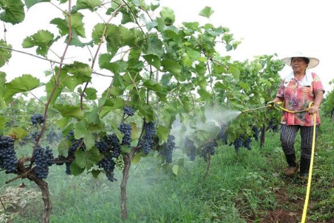 氨基酸肥料真的很厲害！全面解讀氨基酸肥料對土壤作物的作用