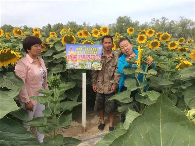 重磅消息：成都華宏傳捷報(bào)，助力新疆福海2800畝食葵喜獲豐收！