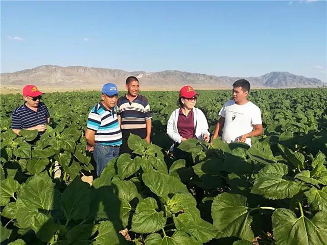 重磅消息：成都華宏傳捷報(bào)，助力新疆福海2800畝食葵喜獲豐收！