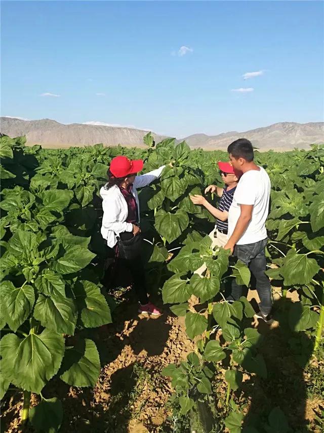 重磅消息：成都華宏傳捷報(bào)，助力新疆福海2800畝食葵喜獲豐收！