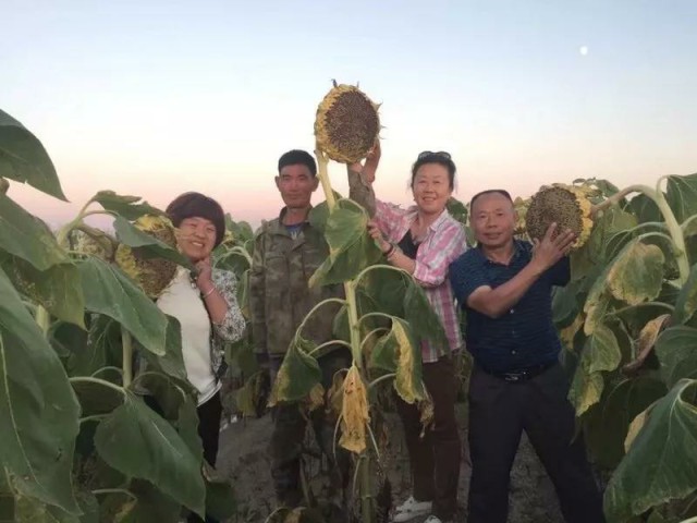 重磅消息：成都華宏傳捷報(bào)，助力新疆福海2800畝食葵喜獲豐收！