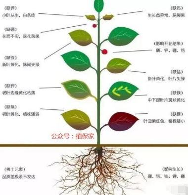 告急！我國(guó)一半的土壤缺中微量元素！別再只上氮磷鉀了