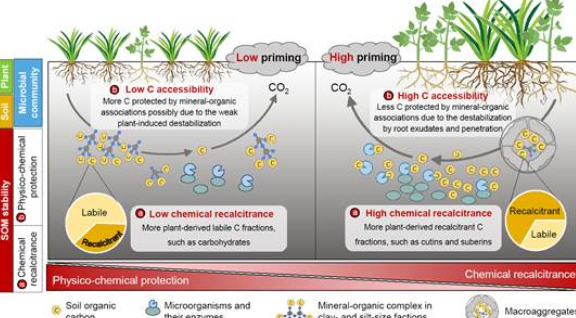 植物所揭示土壤碳激發(fā)效應(yīng)的關(guān)鍵調(diào)控因素