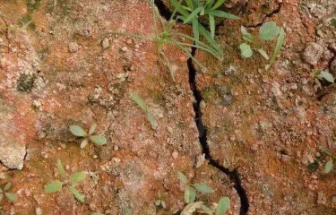 央視：微生物菌劑——土壤最后的“救命稻草”