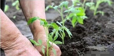 央視：微生物菌劑——土壤最后的“救命稻草”