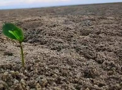 治土大儒腐植酸——讓腐植酸從土壤中來(lái)到土壤中去