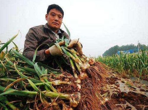 如何治理土壤重茬帶來的危害