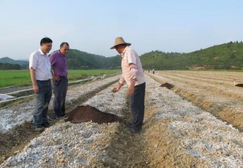 用生石灰調(diào)理土壤需慎重