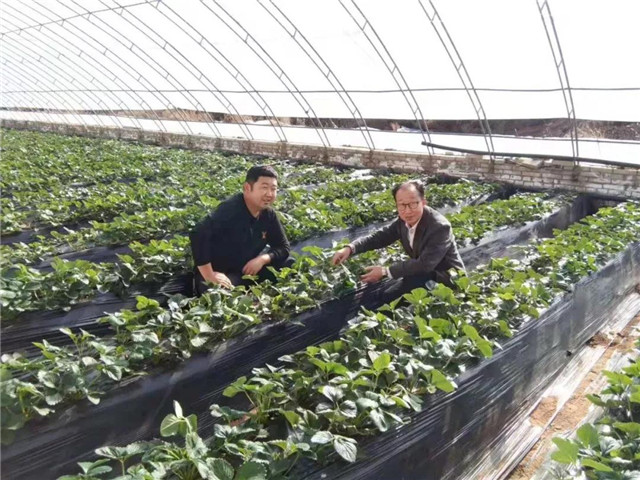 祝賀：酵素富硒草莓在陜西榆林試種成功！