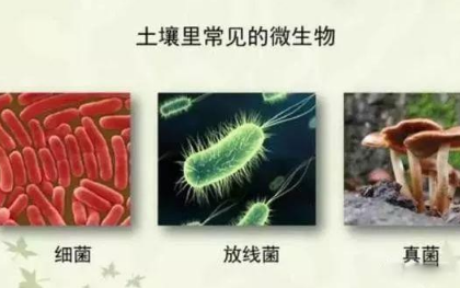 微生物都在土壤中干些啥，你知道嗎？