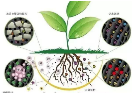 微生物都在土壤中干些啥，你知道嗎？