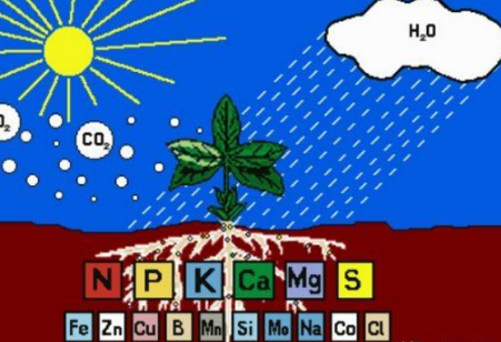 告急！我國一半的土壤缺中微量元素！別再只上氮磷鉀了