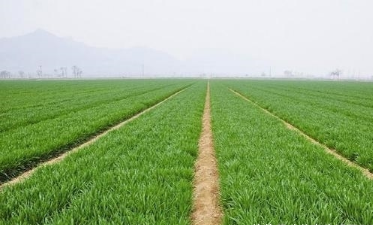 常見的土壤有沙土和黏土之分，哪一種土壤更適合種植小麥呢？