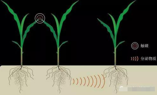 英媒：植物通過“交談”避免生長競爭