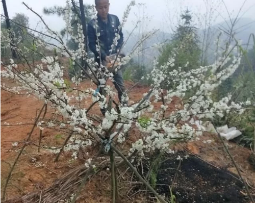 土壤有五種，施肥方法不同，要根據(jù)土壤的特性施肥！