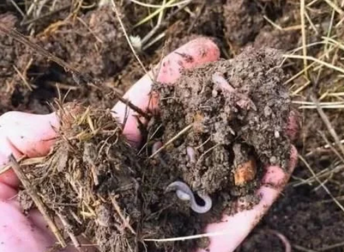 土壤里有蚯蚓對植物的幾大好處，如何吸引蚯蚓過來呢？