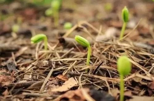 土壤里有蚯蚓對植物的幾大好處，如何吸引蚯蚓過來呢？