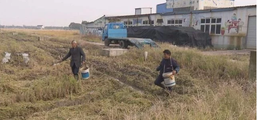 如何解決大面積水田土壤板結(jié)，不能輪番耕種？