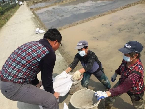 四川這項改良土壤技術(shù) 讓稻谷賣價翻一倍